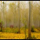 Dans les profondeurs de la foret