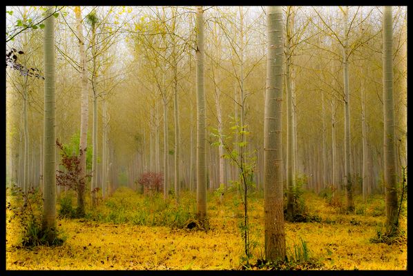 Dans les profondeurs de la foret