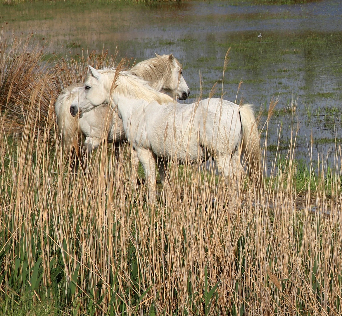 dans les roseaux de ma camargue