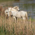 dans les roseaux de ma camargue