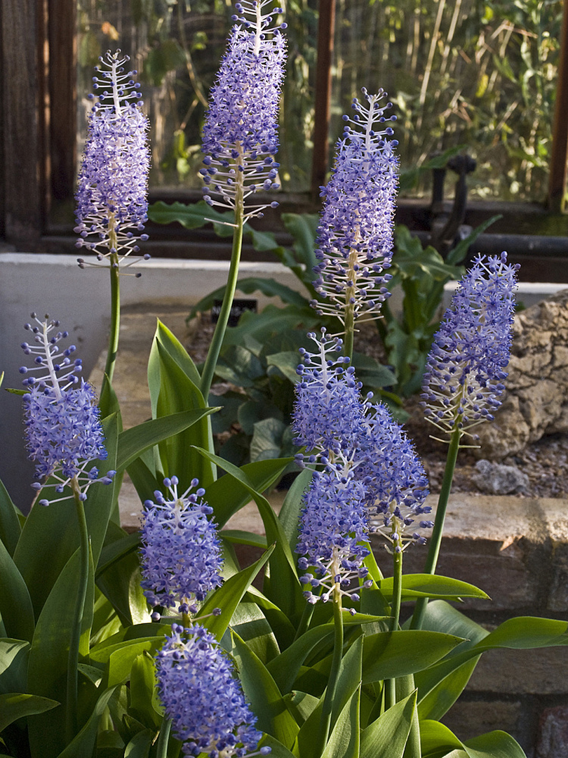  Dans les serres du Jardin Botanique - Cambridge - In den Gewächshäusern des Botanischen Gartens