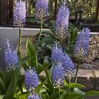  Dans les serres du Jardin Botanique - Cambridge - In den Gewächshäusern des Botanischen Gartens