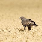 Dans les terres labourées, la buse variable....