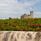 Dans les vignes