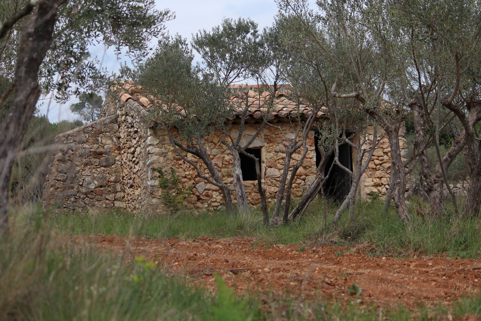 Dans les vignes