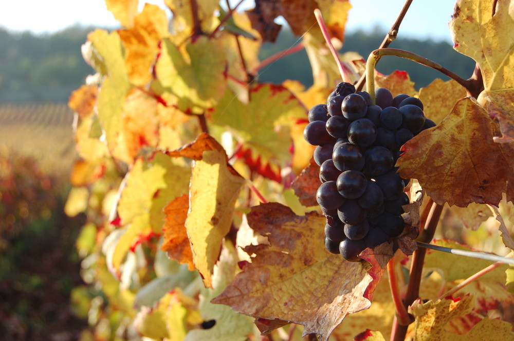 Dans les vignes de Bourgogne