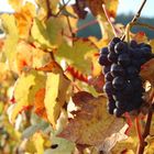 Dans les vignes de Bourgogne