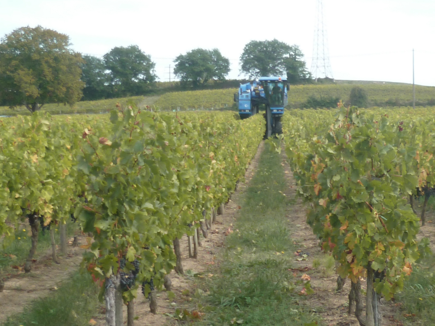 Dans les vignes mieux vaut sortir ses pieds!