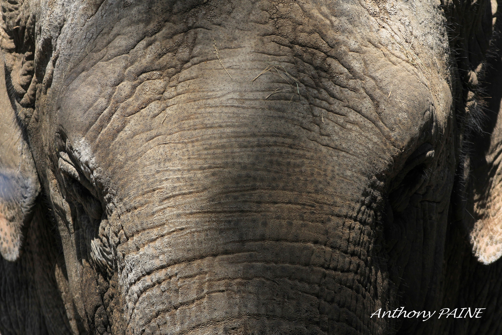 Dans les yeux de l'éléphant