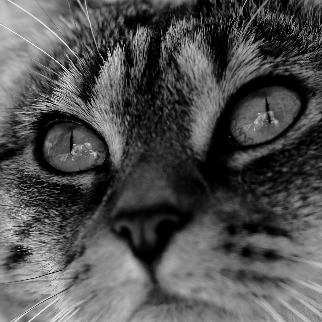 dans les yeux du chat photo et image nature, animaux, chats Images