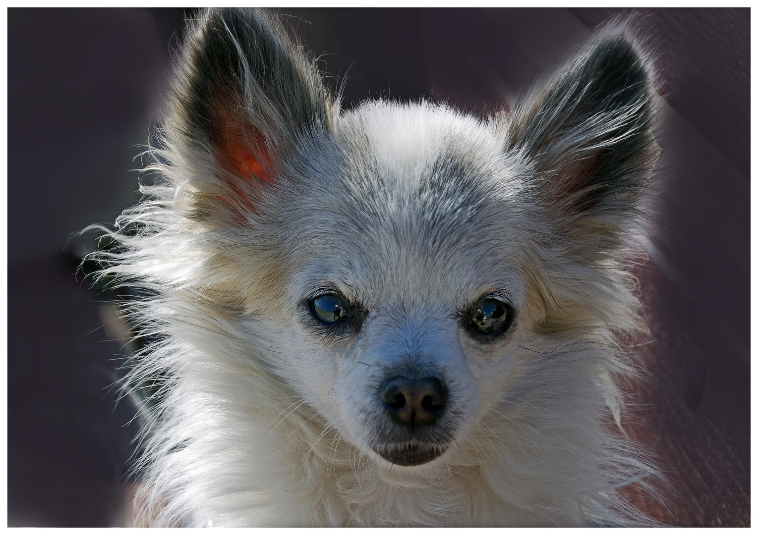 dans les yeux du chiwawa...