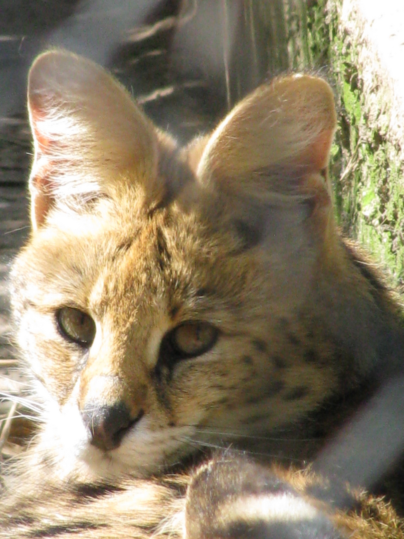 Dans les yeux du Serval