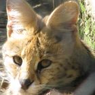 Dans les yeux du Serval