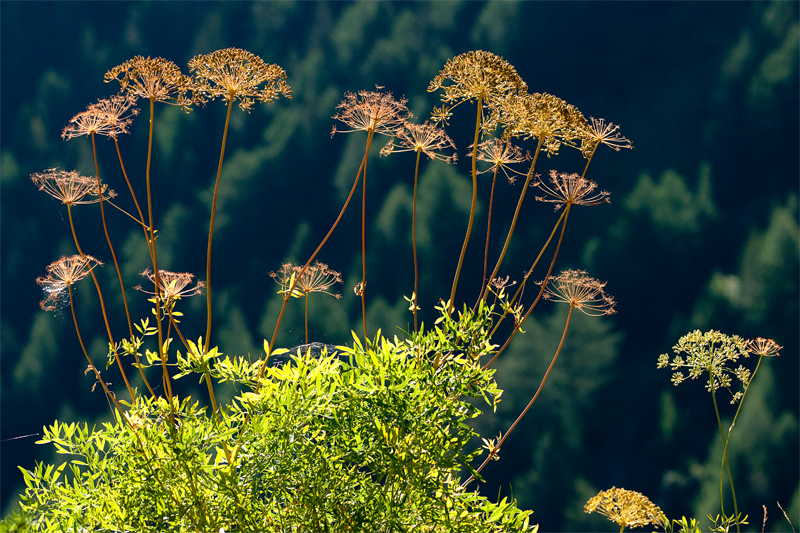 Dans l'été