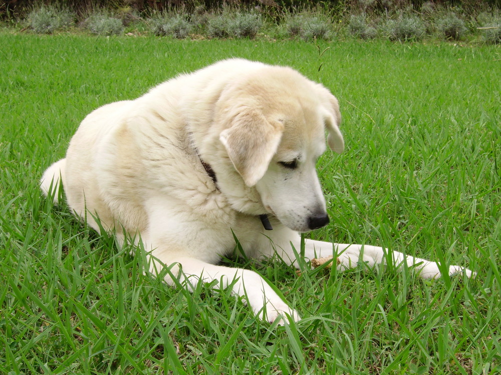 Dans l'herBe