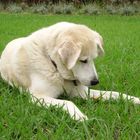 Dans l'herBe