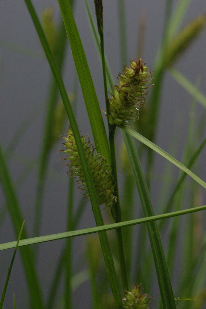 Dans l'herbe