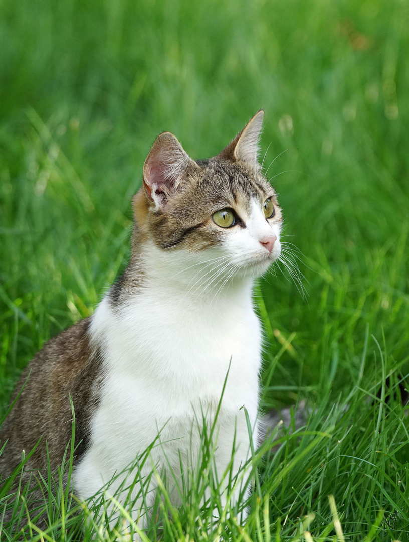 Dans l'herbe .....