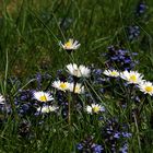 Dans l'herbe