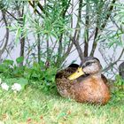 Dans l'herbe j'ai posé ma cane....