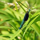 Dans l'herbe, le caloptéryx