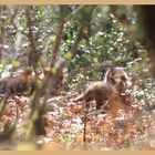 Dans l'intimité d'un sous bois