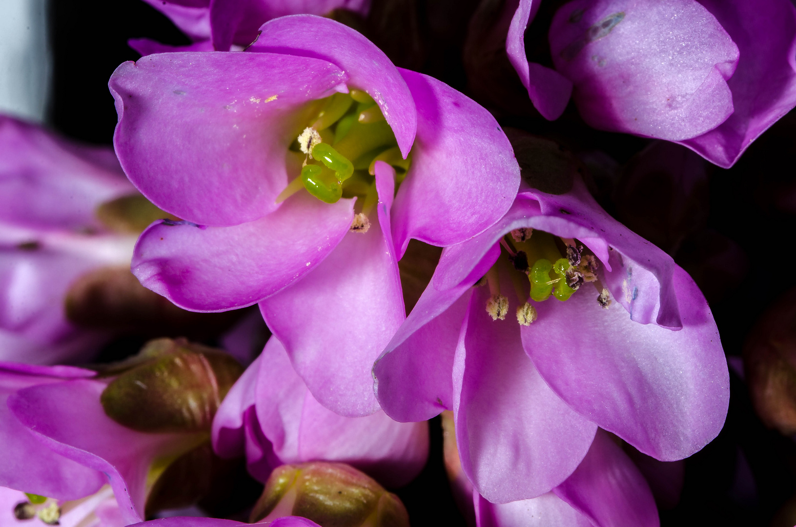 Dans l'intimité d'une fleur