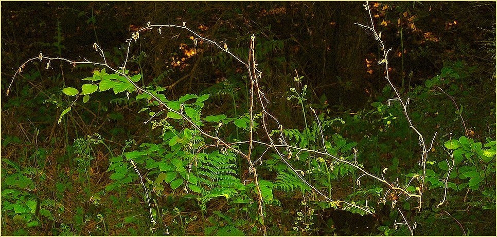 Dans l'obscurité du sous-bois