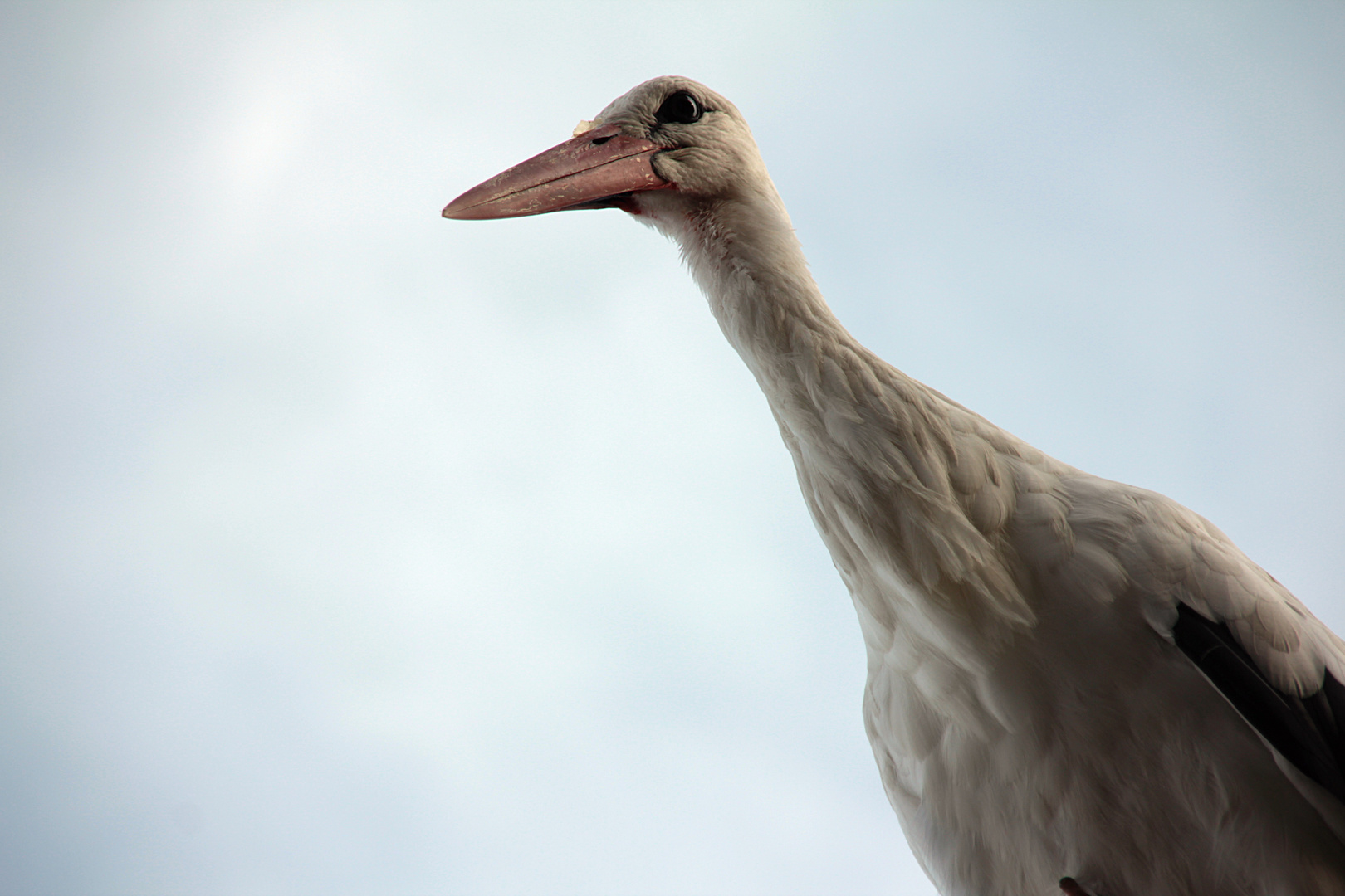 Dans l'oeil de la cigogne