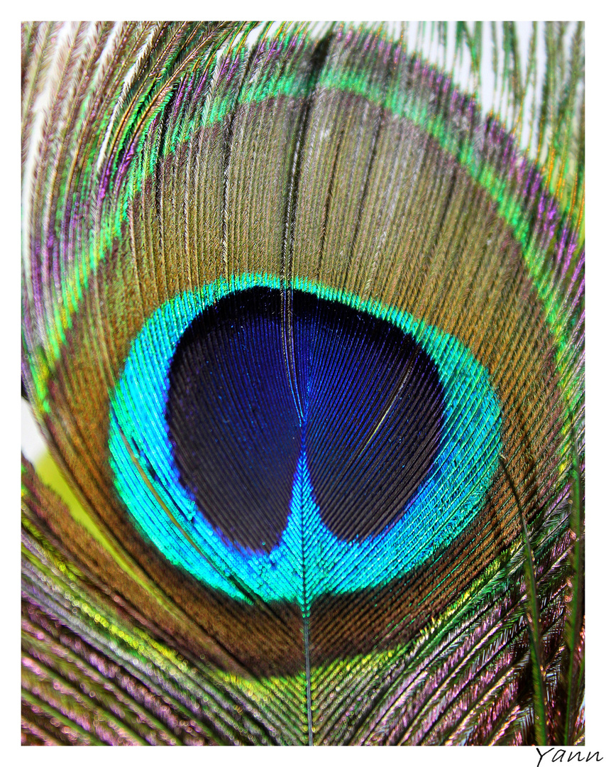 Dans l'oeil du paon... photo et image macro nature, macro divers, macro Images Dans l'oeil du paon... photo et image macro nature, macro divers, macro Images