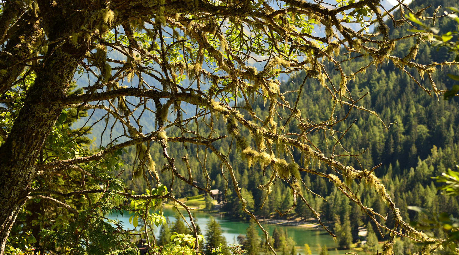 dans l'ombre des branches