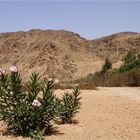 Dans l’Oued Noun à sec - In dem trockenen Wadi Noun