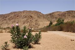Dans l’Oued Noun à sec - In dem trockenen Wadi Noun
