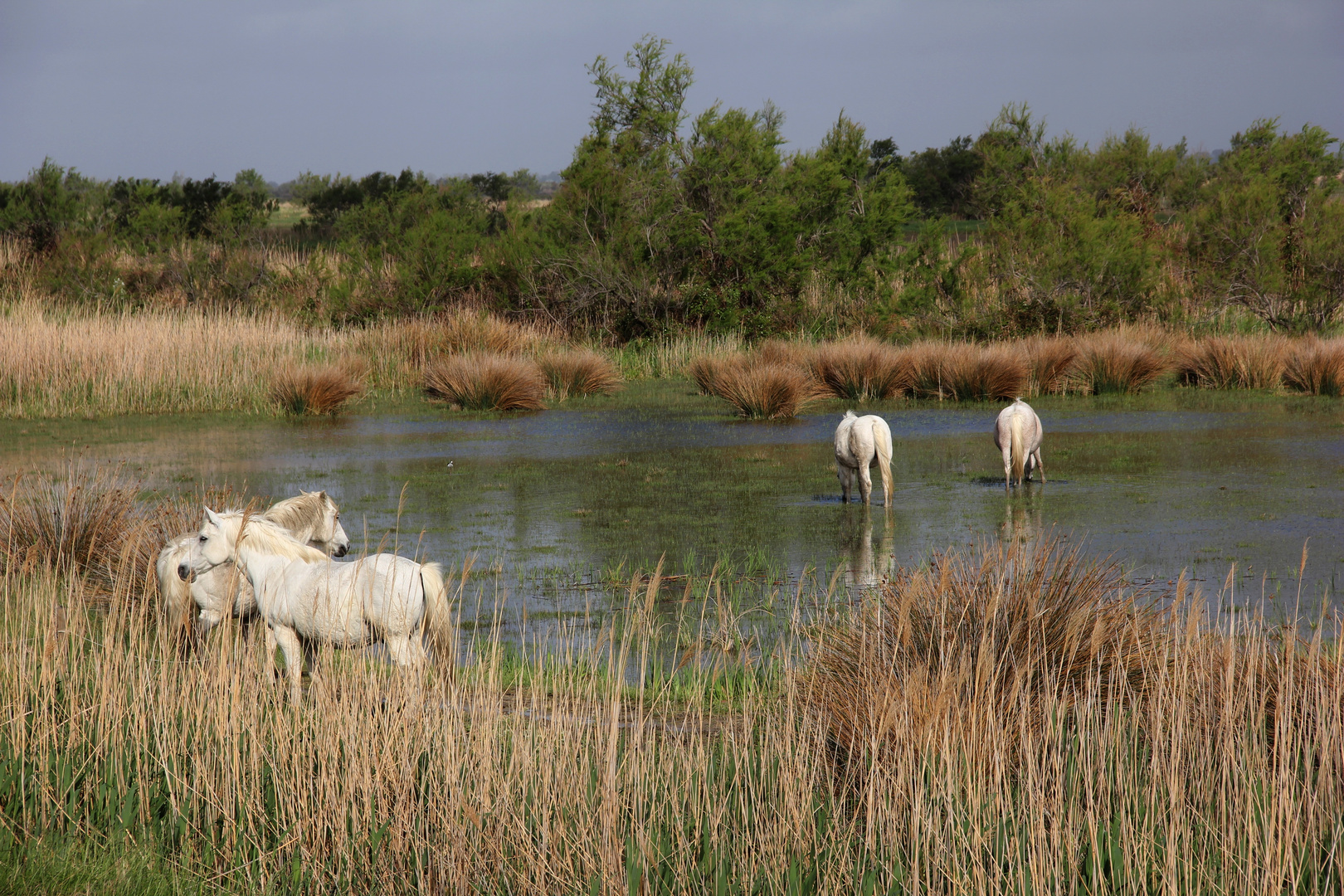 dans ma camargue