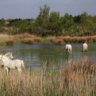 dans ma camargue