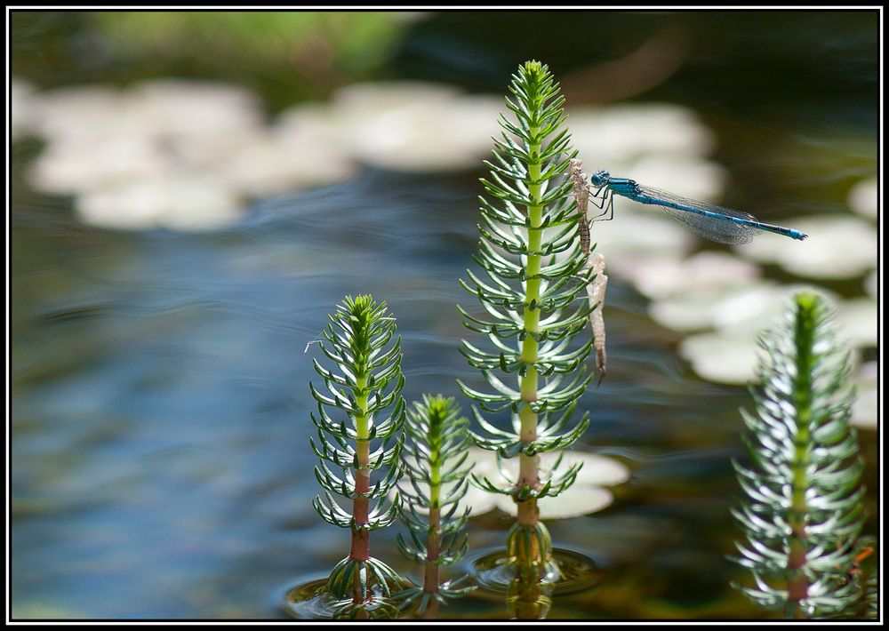 Dans ma piscine naturelle