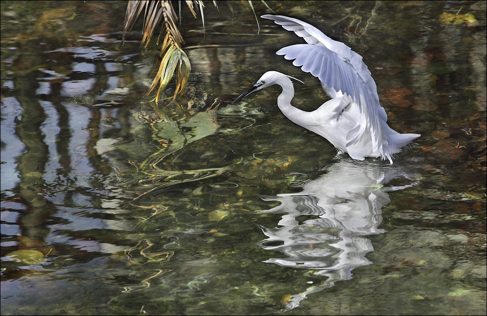 Dans ma rivière