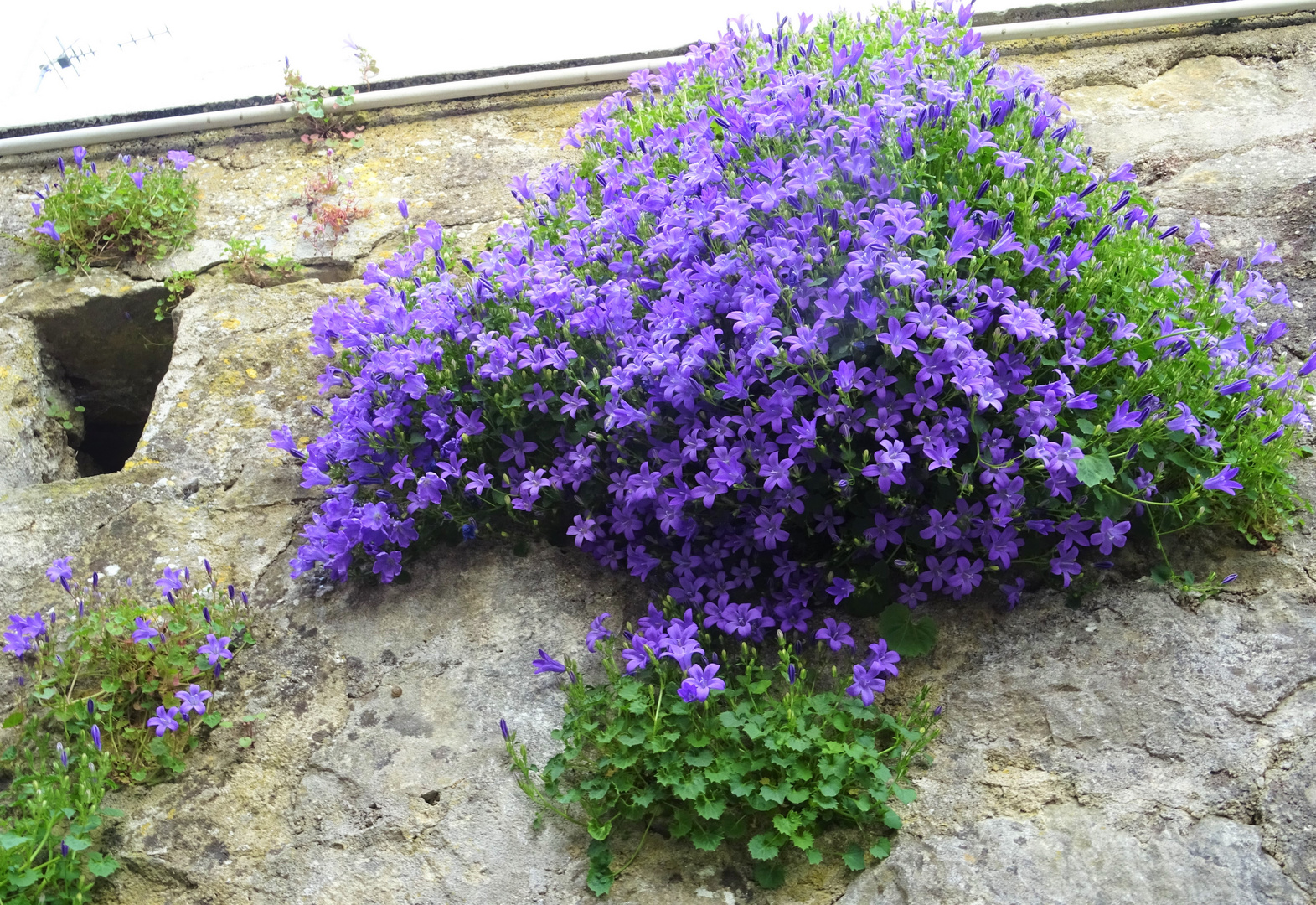 Dans ma rue, murs austères adoucis par cette cascade de fleurs