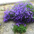 Dans ma rue, murs austères adoucis par cette cascade de fleurs