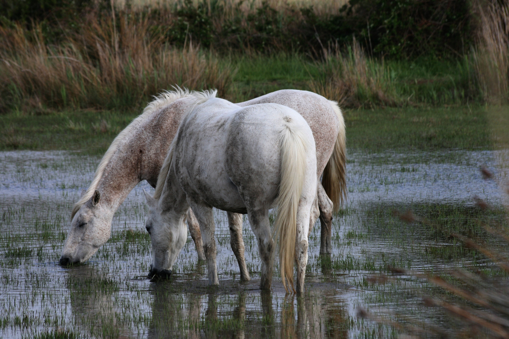 dans mes marais de camargue