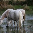 dans mes marais de camargue