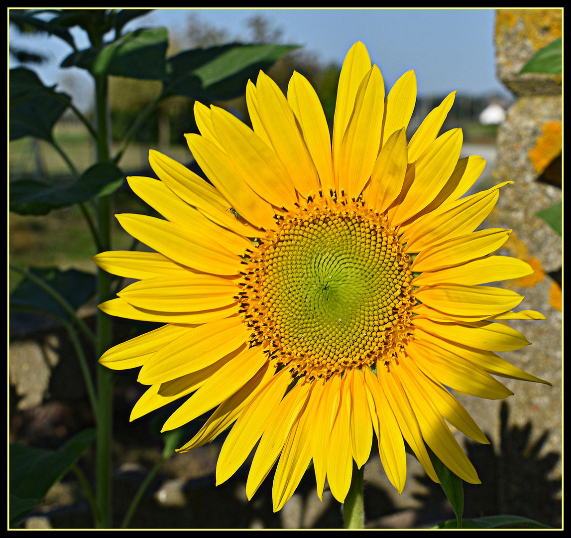 dans mon jardin