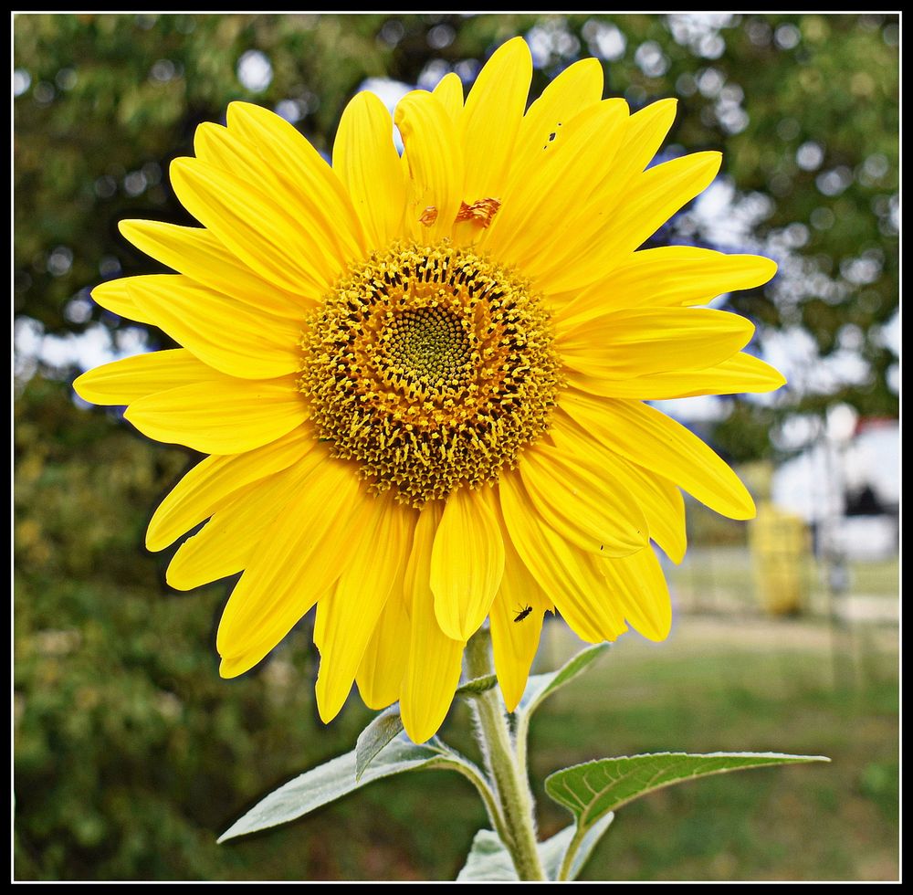 dans mon jardin