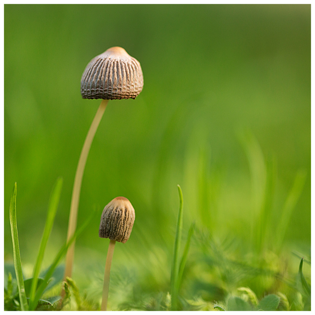 Dans mon jardin...