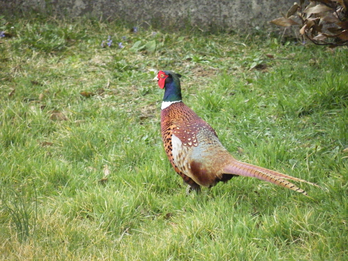 Dans mon jardin