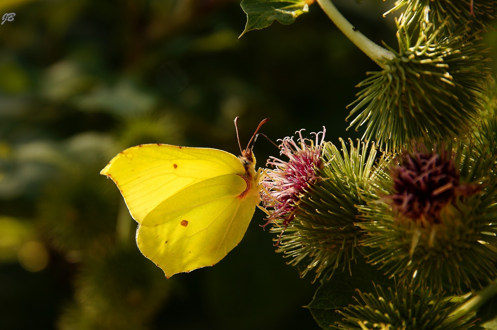 dans mon jardin