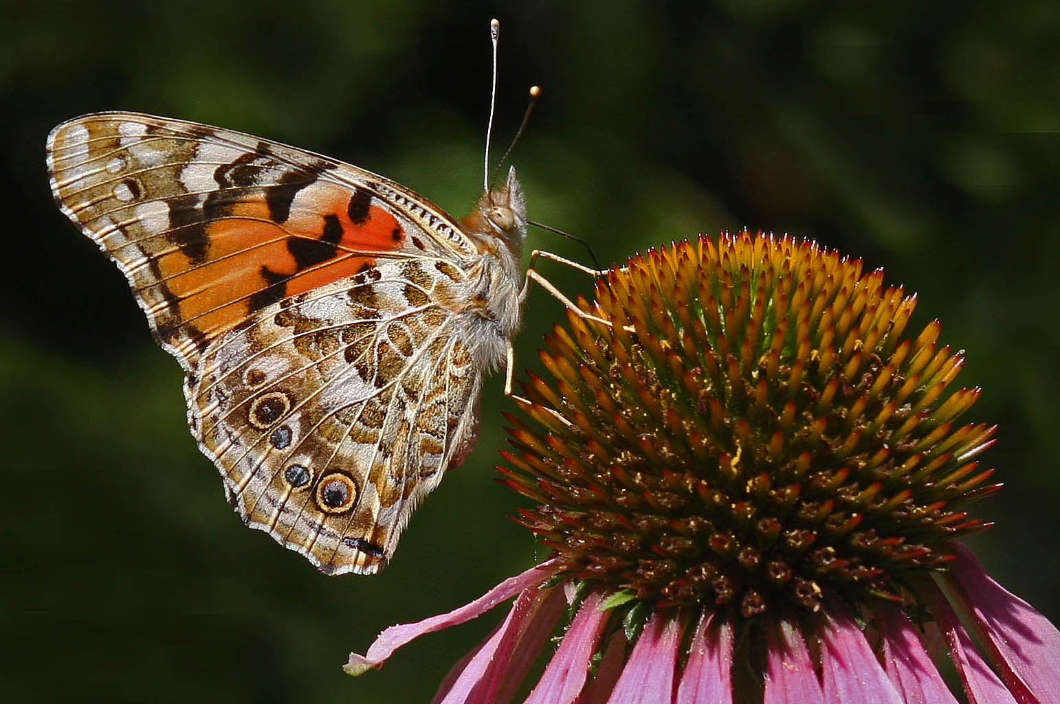 Dans mon jardin