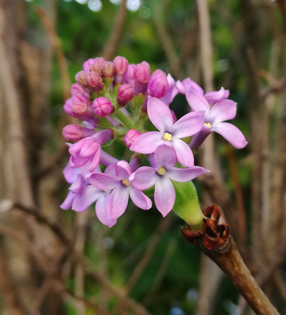 Dans mon jardin, aujourd'hui !