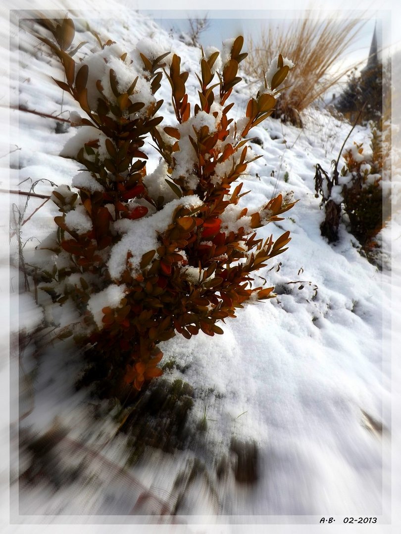 Dans mon jardin aujourd'hui...