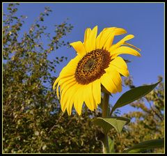 dans mon jardin